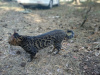 Additional photos: Bengal cat mating