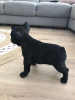 Photo №3. Registered French Bulldog puppies **ready**. Germany