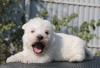 Additional photos: West Highland White Terrier puppies girls