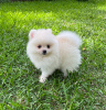 Photo №1. pomeranian - for sale in the city of Bellingdon | 211$ | Announcement № 107359