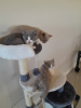 Photo №2 to announcement № 114797 for the sale of british shorthair - buy in Brazil private announcement