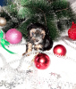 Photo №2 to announcement № 8370 for the sale of yorkshire terrier - buy in Russian Federation breeder