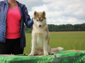 Photo №2 to announcement № 7203 for the sale of siberian husky - buy in Russian Federation from nursery