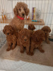 Photo №1. poodle (toy) - for sale in the city of Haliampolis | 370$ | Announcement № 37089