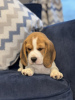 Photo №1. beagle - for sale in the city of Vero Beach | 400$ | Announcement № 102251