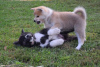 Photo №3. Akita Inu puppies. Serbia