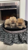 Additional photos: Pomeranian puppies