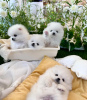 Photo №1. pomeranian - for sale in the city of Jersey City | 380$ | Announcement № 110725