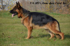 Photo №4. I will sell german shepherd in the city of Brest. private announcement - price - negotiated