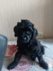 Photo №4. I will sell poodle (dwarf) in the city of Kishinev. private announcement - price - 211$