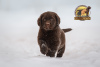 Photo №2 to announcement № 9706 for the sale of labrador retriever - buy in Russian Federation from nursery