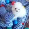 Additional photos: pomeranian