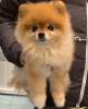 Photo №1. pomeranian - for sale in the city of Prague | negotiated | Announcement № 83725
