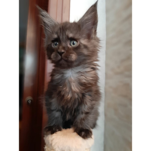 Photo №3. Moscow. Very gentle and playful Maine Coon kittens are sold.. Russian Federation