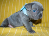 Photo №1. french bulldog - for sale in the city of Гамбург | negotiated | Announcement № 64744