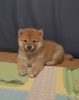 Photo №1. shiba inu - for sale in the city of Penza | 951$ | Announcement № 78890