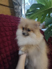 Photo №2 to announcement № 91257 for the sale of german spitz - buy in Russian Federation private announcement