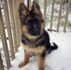 Photo №2 to announcement № 98352 for the sale of german shepherd - buy in Germany private announcement, from nursery, from the shelter, breeder