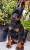 Photo №1. dobermann - for sale in the city of Vologda | 1012$ | Announcement № 12110