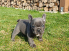 Photo №1. french bulldog - for sale in the city of Bremen | 317$ | Announcement № 70896