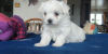 Photo №3. Precious Home raised Maltese puppies,. Switzerland