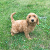 Photo №2 to announcement № 125854 for the sale of non-pedigree dogs - buy in United States breeder