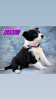 Photo №2 to announcement № 98888 for the sale of border collie - buy in Germany breeder