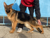 Photo №3. German Shepherd Puppies FCI. Moldova