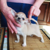 Photo №2 to announcement № 104860 for the sale of chihuahua - buy in Germany breeder