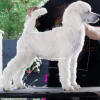 Photo №3. Royal/Large Poodle puppy. Serbia