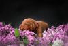 Photo №2 to announcement № 51189 for the sale of vizsla - buy in Poland breeder