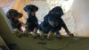 Photo №1. dobermann - for sale in the city of Goslar | negotiated | Announcement № 13094