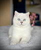 Photo №1. british shorthair - for sale in the city of Varna | 528$ | Announcement № 43786
