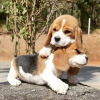 Photo №1. beagle - for sale in the city of Штутгарт | 350$ | Announcement № 117635