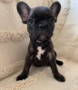 Additional photos: Puppies of French Bulldog Kennel Club