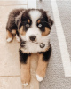 Photo №1. australian shepherd - for sale in the city of Prague | Is free | Announcement № 119283