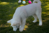 Photo №1. akita - for sale in the city of Texas City | Is free | Announcement № 110090