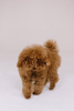 Photo №3. Toy Poodle Red Brown. Czech Republic