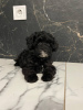 Photo №4. I will sell maltipu, poodle (toy) in the city of Austin. breeder - price - 800$