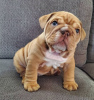 Photo №1. english bulldog - for sale in the city of Los Angeles | 600$ | Announcement № 86765