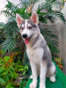 Photo №1. siberian husky - for sale in the city of Helsinki | 600$ | Announcement № 51130