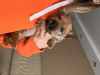 Photo №1. norwich terrier - for sale in the city of Yekaterinburg | negotiated | Announcement № 123615