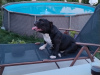 Photo №4. I will sell american bully in the city of Kazanluk. breeder - price - negotiated