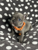 Photo №4. I will sell french bulldog in the city of San Diego. breeder - price - 1200$