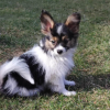 Additional photos: Papillon puppies from the kennel!