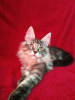 Photo №1. maine coon - for sale in the city of Barnaul | negotiated | Announcement № 43451