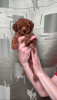 Photo №1. poodle (toy) - for sale in the city of Korolev | 1562$ | Announcement № 92255