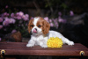 Photo №2 to announcement № 78704 for the sale of cavalier king charles spaniel - buy in Belarus from nursery