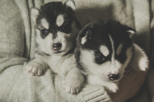 Additional photos: Husky puppies are free for sale, Kennel Mingret