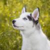 Photo №2 to announcement № 10616 for the sale of siberian husky - buy in Ukraine from nursery